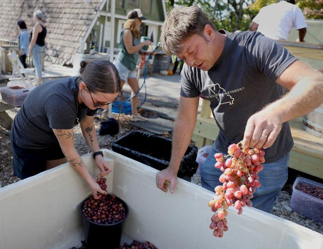 Crushin' It Grape Stomping at Crush Festival Local