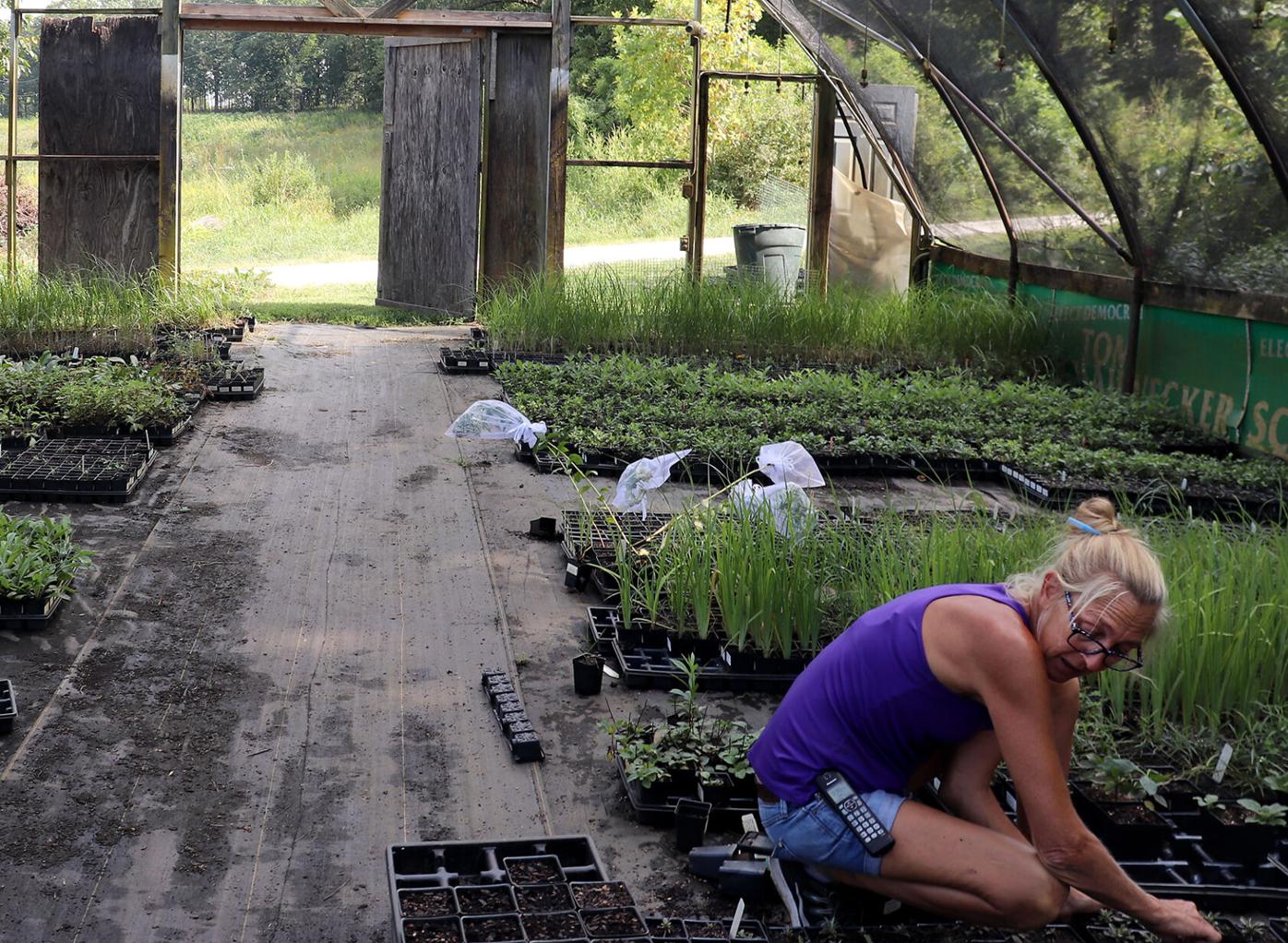 Missouri Wildflowers Nursery Puts Native Plants In Customers Yards Spotlight Columbiamissouriancom