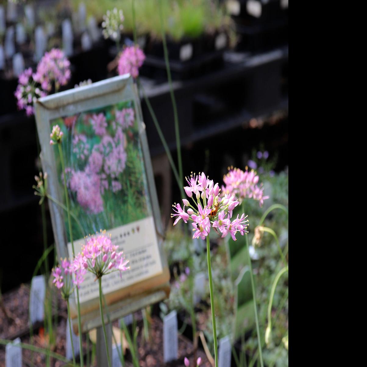 Missouri Wildflowers Nursery puts native plants in customers ...