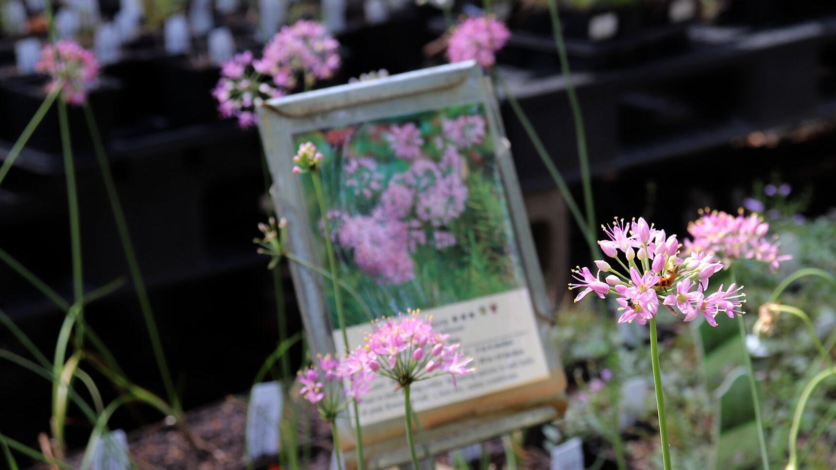 Missouri Wildflowers Nursery puts native plants in customers ...