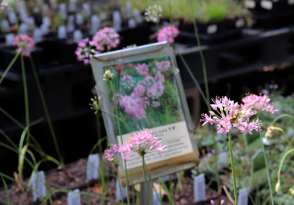 Missouri Wildflowers Nursery puts native plants in customers ...
