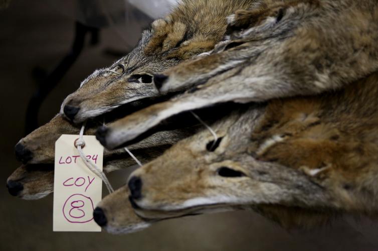 Annual fur auction and trade show brings trappers and buyers together