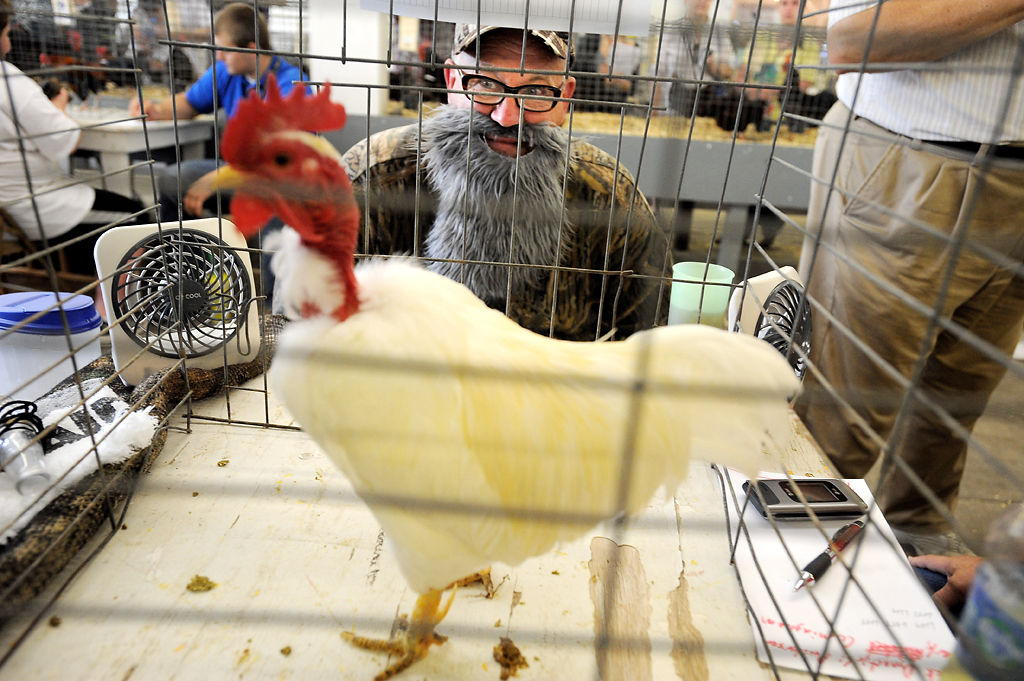 Store Rooster Print by Gene Murray