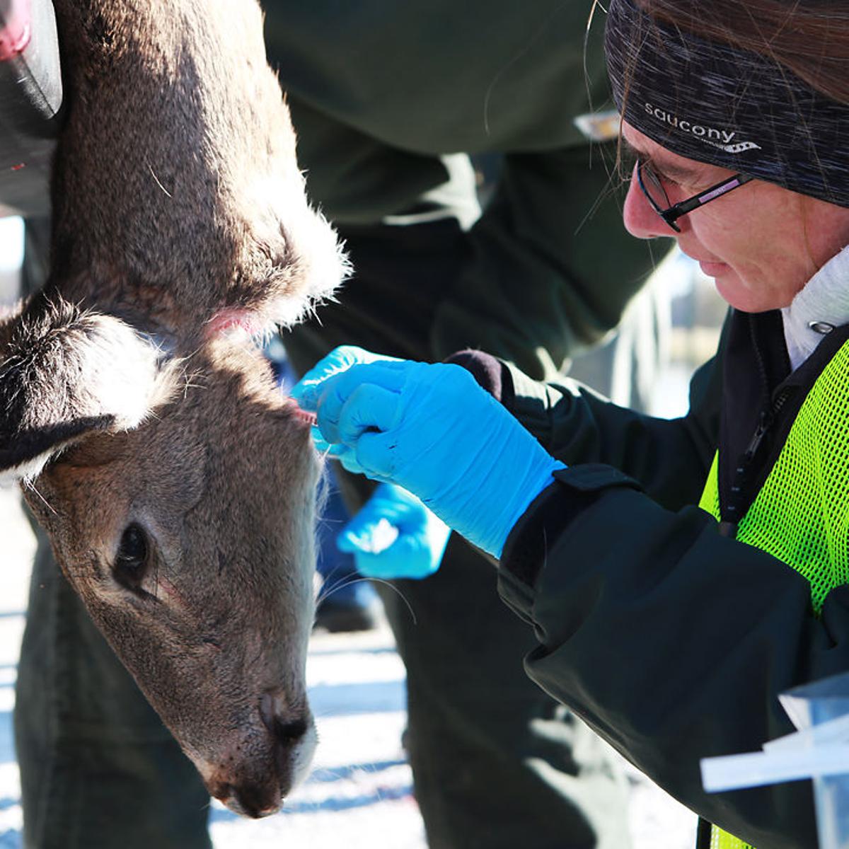 Missouri To Offer Free Testing Of Deer For Chronic Wasting Disease This Hunting Season Local Columbiamissourian Com Missouri To Offer Free Testing Of Deer For Chronic Wasting Disease This Hunting Season Local Columbiamissourian Com