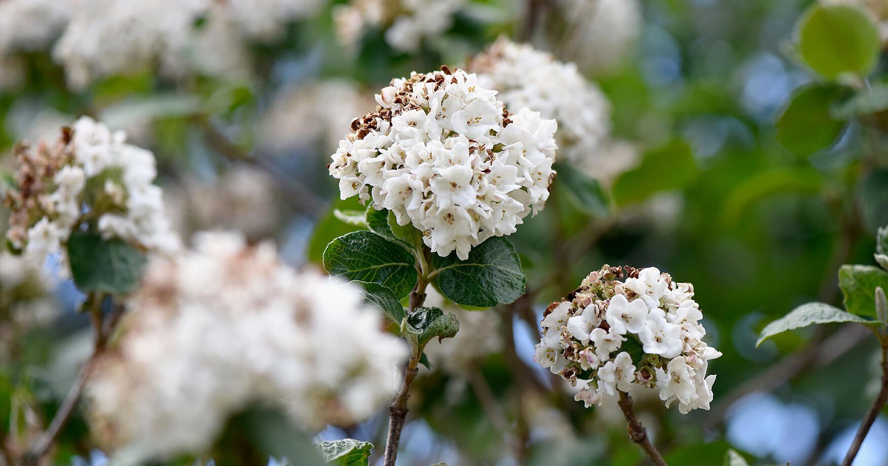 How to deal with seasonal allergies this spring - Vimarsana News