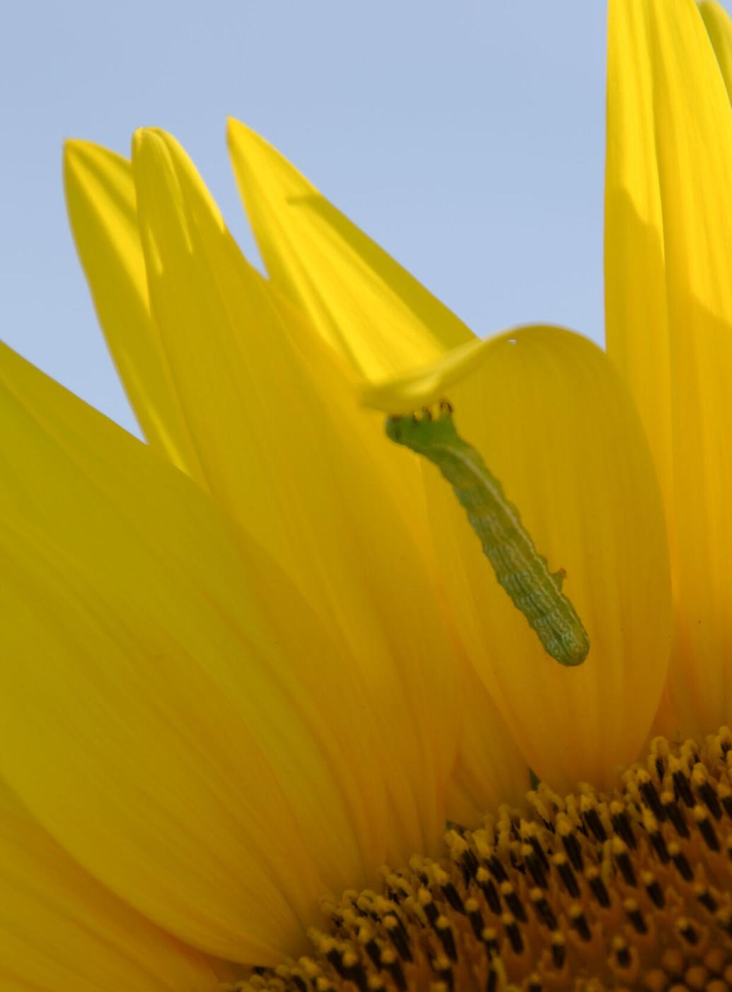MU South Farm sunflowers are in full bloom News