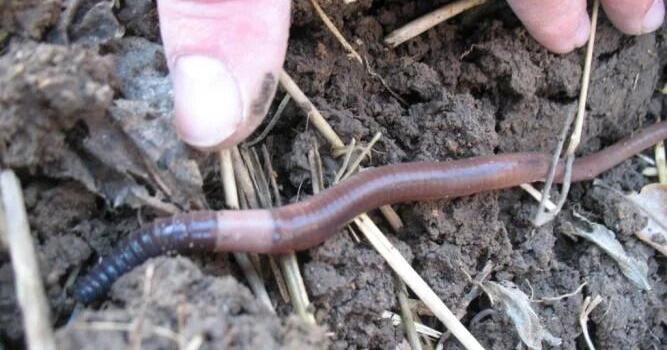 'We know they're coming': Jumping worms are strange, invasive and can ...