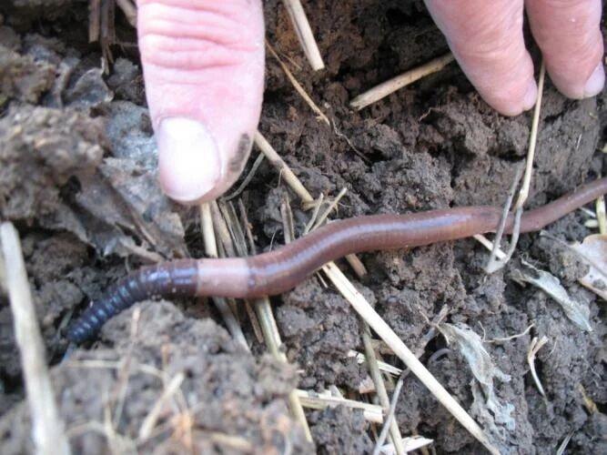 We know they're coming': Jumping worms are strange, invasive and can ruin  gardens, Local