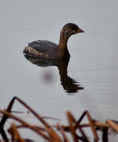 A young duck swims