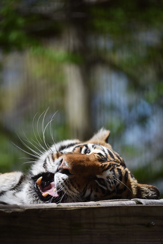 A Tiger Sanctuary Near Ste Genevieve Offers Three Tours A Day Southeast Missouri Columbiamissourian Com