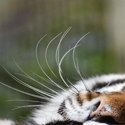 A Tiger Sanctuary Near Ste Genevieve Offers Three Tours A Day
