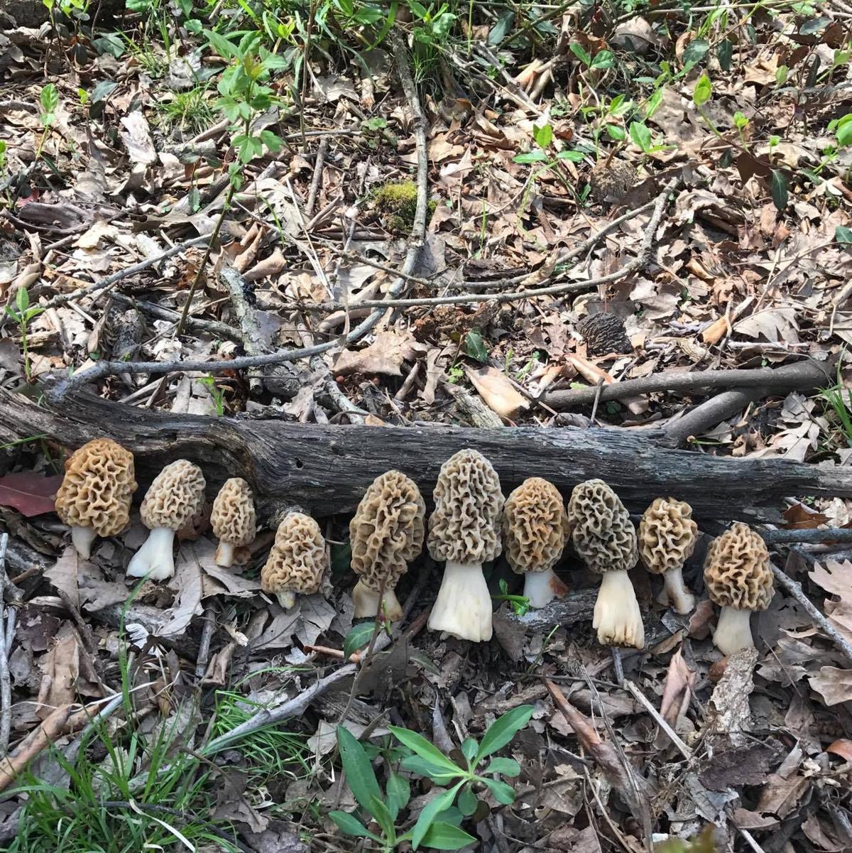 FROM READERS Morel mushroom hunters share stories, recipes and photos
