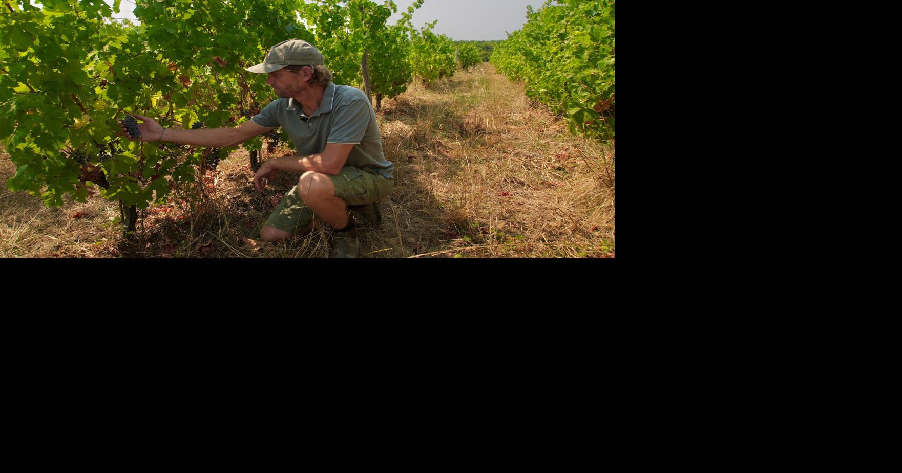 Wildfires near Bordeaux bring more troubles to France's wine industry By EVA VAN DAM, JAMEY KEATEN and JOHN LEICESTER, The Associated Press Jul 30, 2026 8 mins ago
