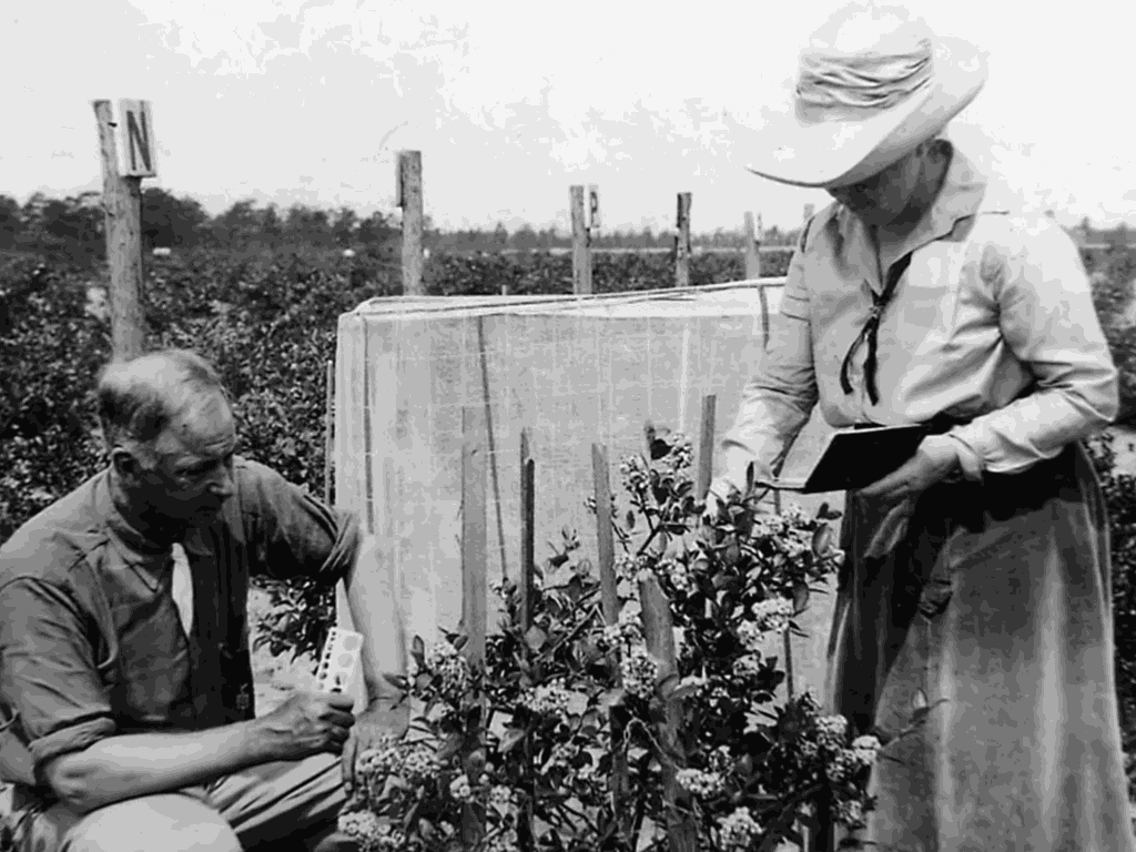 Thank This New Jersey Woman for Your Blueberries | Interchange