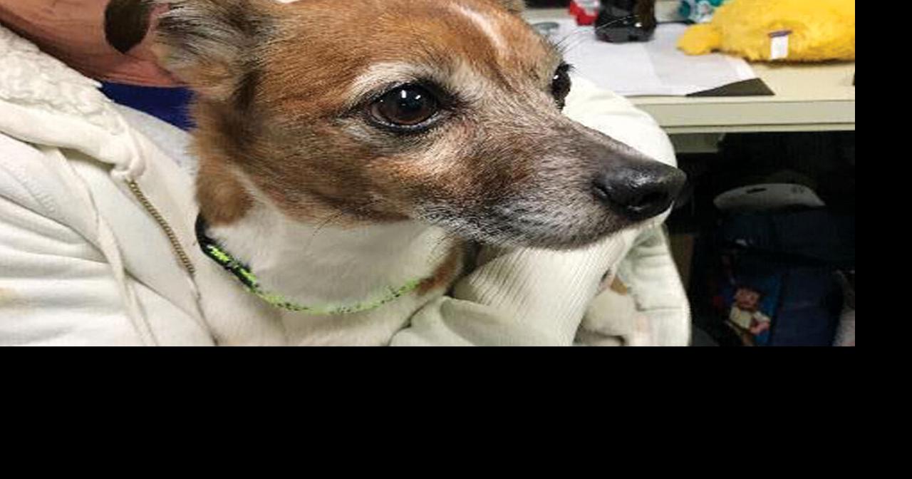 EASEL Animal Rescue League’s April rescues of the month Ewing