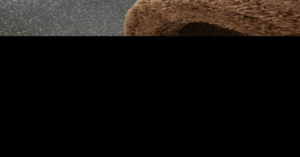 Downwardfacing cats Hamilton pet shop offers yoga classes with cats