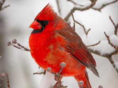 Male Cardinal Winter - Ted Sumers