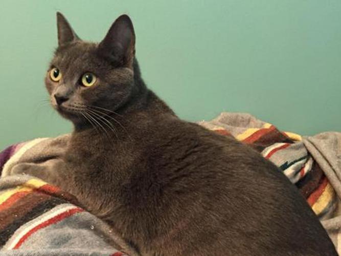 EASEL Animal Rescue League’s June rescues of the month Ewing Observer