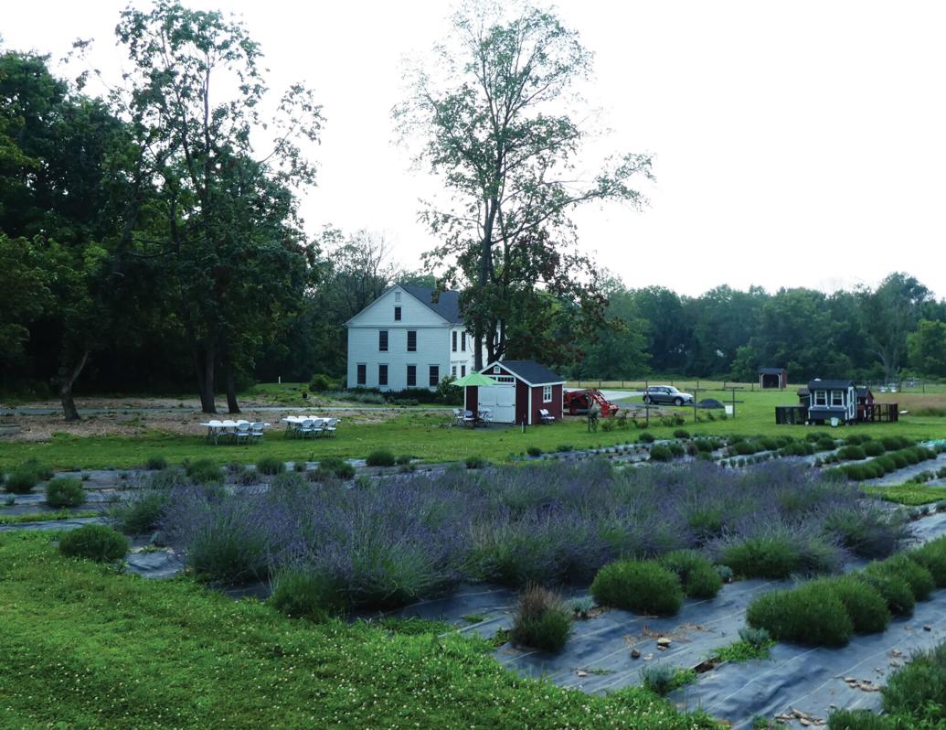 Pretty in Purple Lavender Farms Delight the Senses A&E