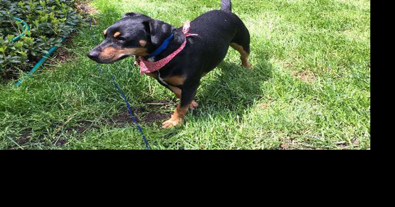 EASEL Animal Rescue League’s May rescues of the month Ewing Observer