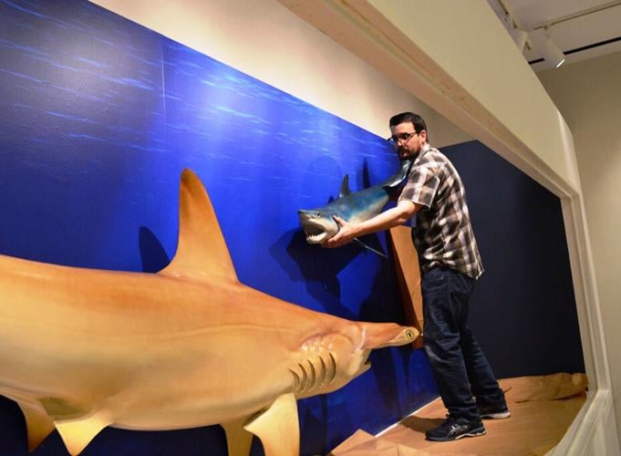 Dana Ehret preparing the Shark Exhibition.jpg