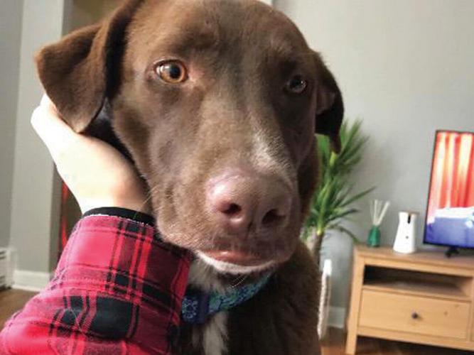 EASEL Animal Rescue League’s March rescues of the month Ewing