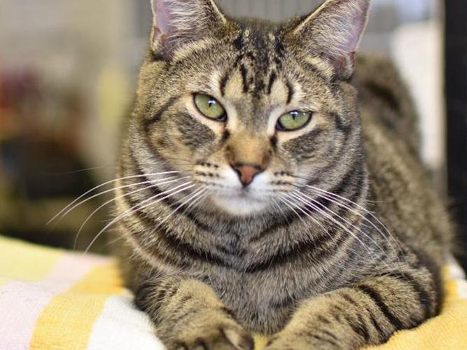 EASEL Animal Rescue League’s May rescues of the month Ewing Observer