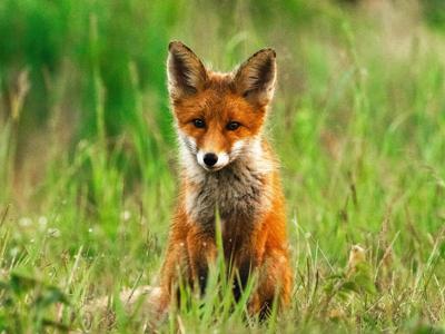 Rabid fox found near Elm Ridge Road in Hopewell Township | Hopewell ...