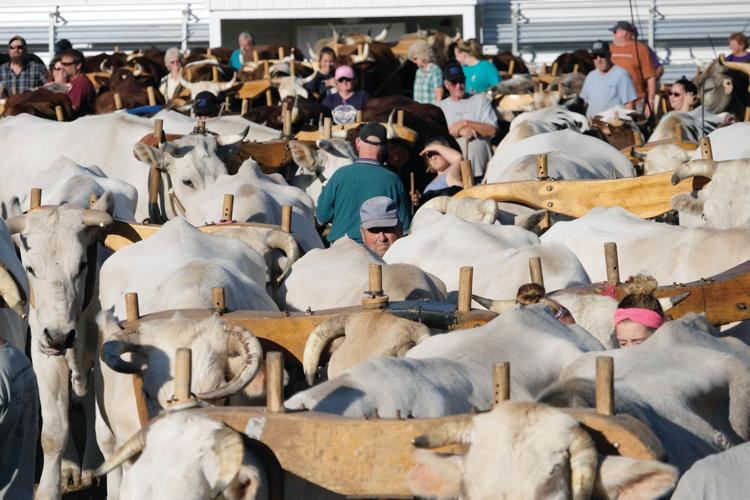 10-5-17 Record Yoked Ox pairs at fair 2.jpg