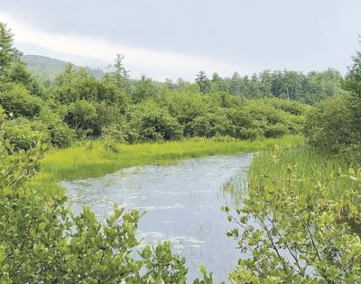 Pequawket Pond Preserve-invasive plant identification workshop