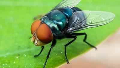 Screwworm threat returns to US: Why it matters