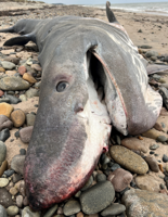 Plastic pollution putting killer whales and sharks most at risk