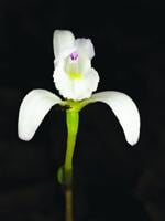 Notes from a Naturalist: Orchids in New Hampshire? Who knew?