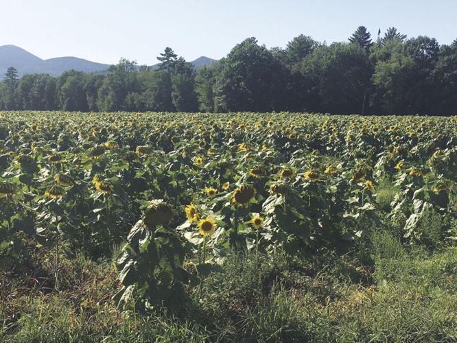 sunflowers