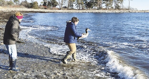 Loon Preservation Committee-Loon Rescue-2