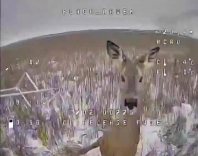 Oh deer! Animal has close call with Ukrainian military drone