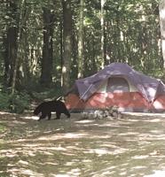 Bear shuts down WMNF campground