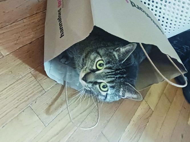 Pets - Honorable Mention - Cat in the bag.