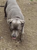 Brownfield animal control officer seizes dog
