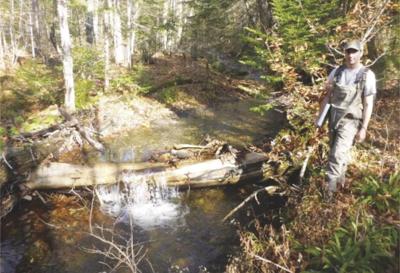 Notes from a Naturalist: What’s with the wood