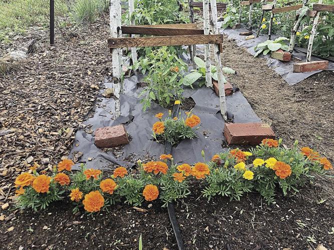 TWW marigolds.jpg