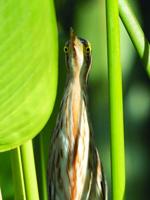 Notes from a Naturalist: When you hear a 'thunk,' it's the American bittern