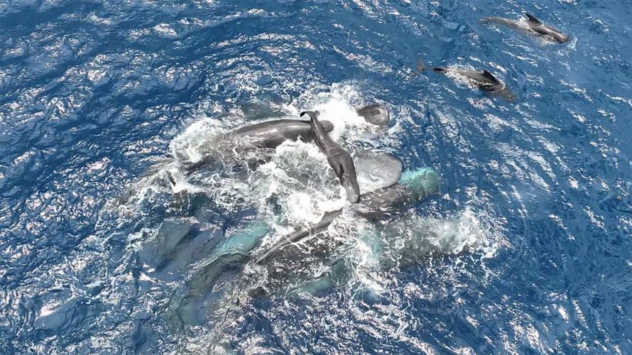 Giving birth is a family affair for whales, reveals new research