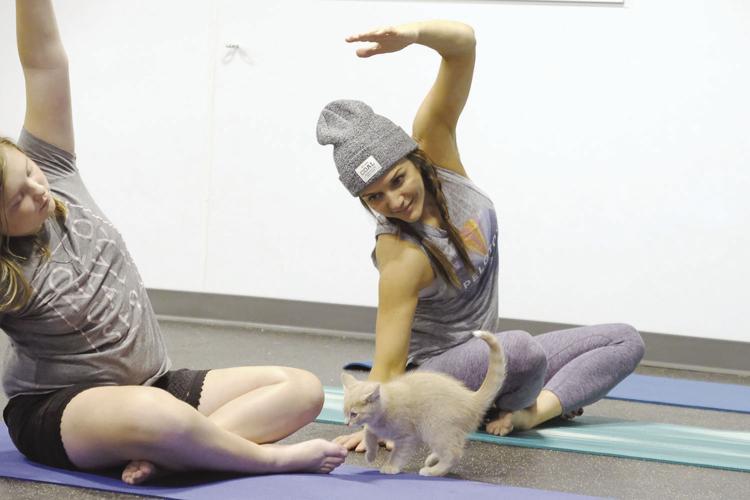 10-11-19 Kitten yoga