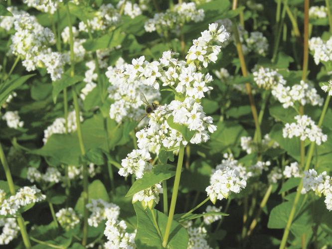 buckwheat