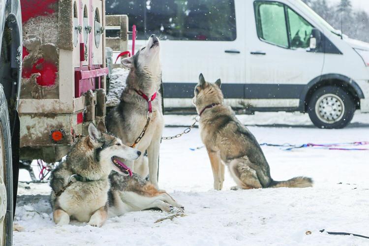 02-21-26 TOC Sled Dog dog trio