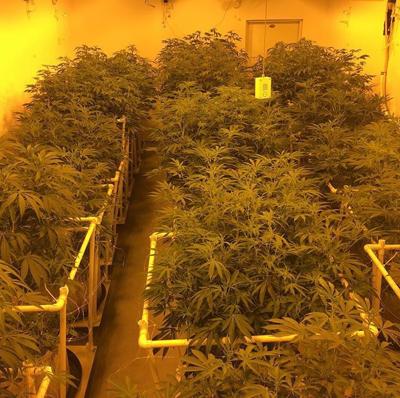 columns_CannabisGrow