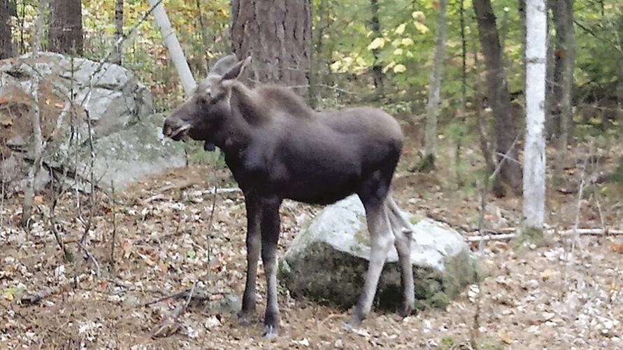 ECCW raised bull moose