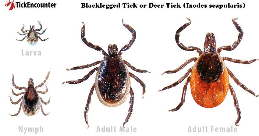 Tick ​​is back — Dartmouth Health provides tips on how to stay safe from Lyme disease