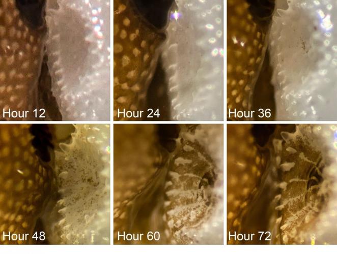 Coral bleaching reversed at record speed using new method